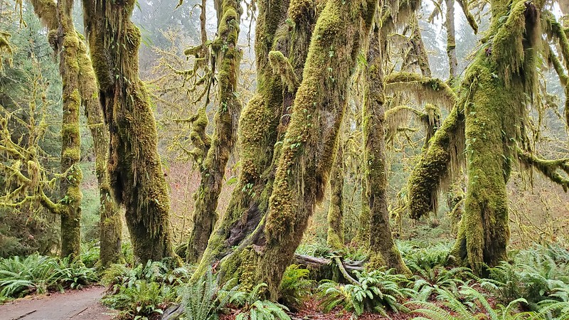 Hall of Mosses – Hoh River Trail