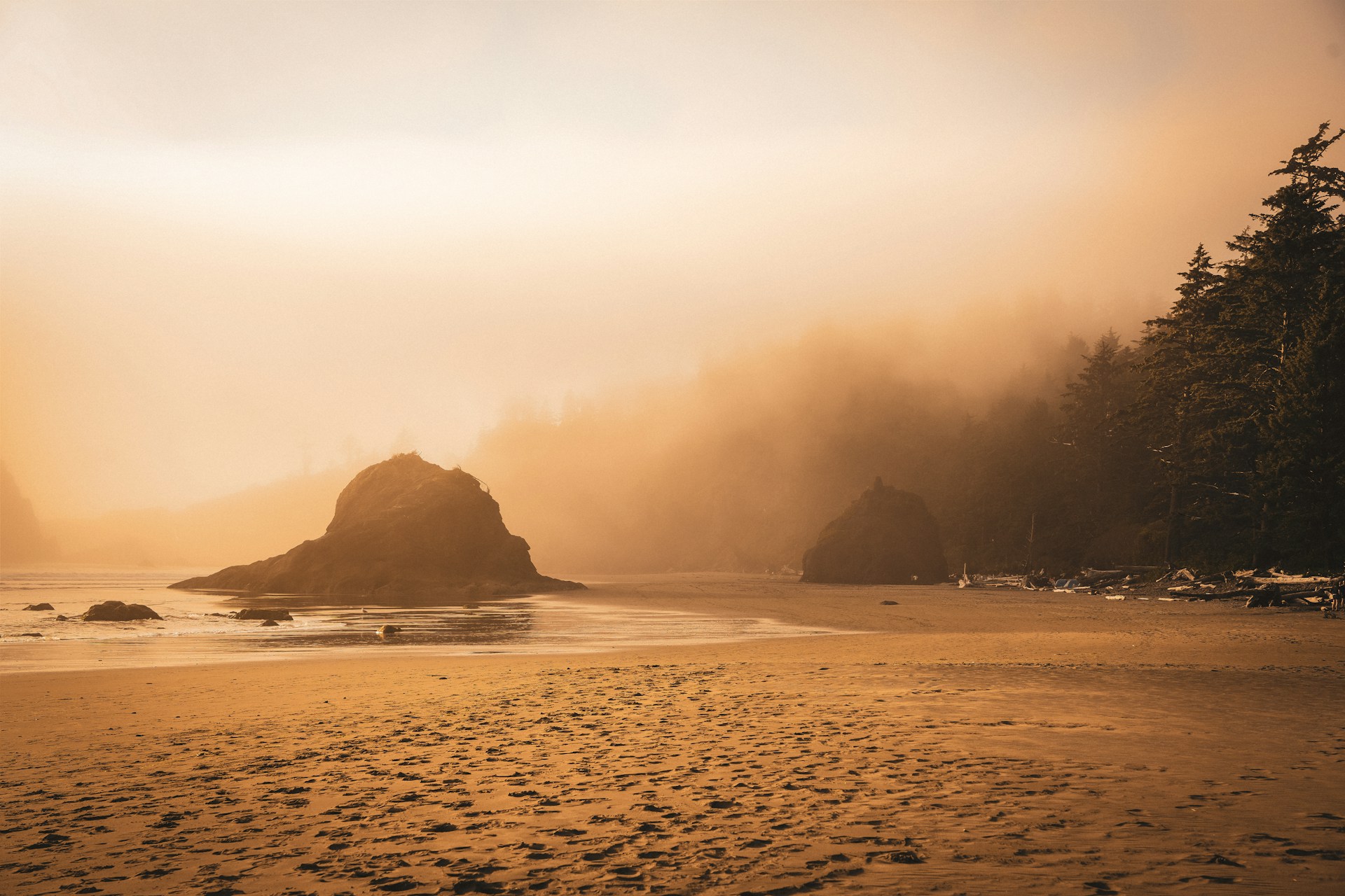 Things to Do in Olympic National Park That Will Make Your Bucket List Complete