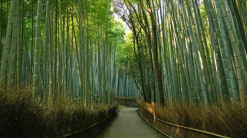 Arashiyama Bamboo Grove