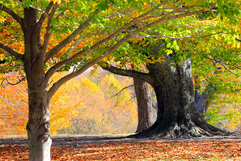 Autumn In Cherokee Park