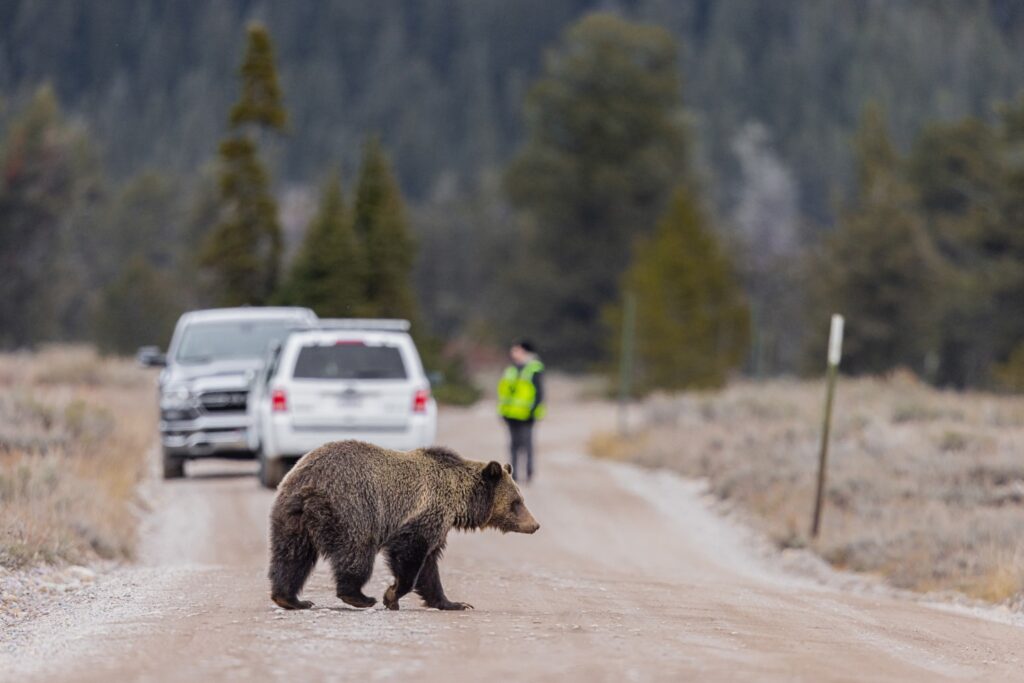 Bear Safety in Yellowstone