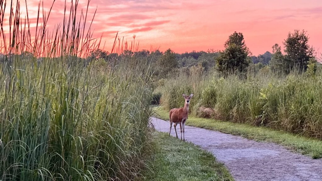 Beckley Creek Park