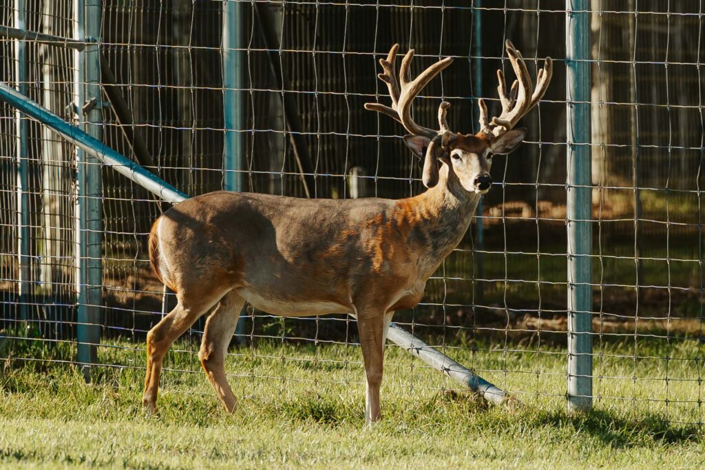 Boom Outdoors Whitetail Farm