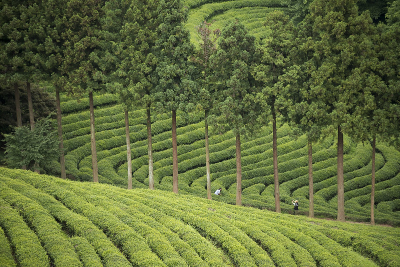 Boseong A Tea Field Adventure Amidst Scenic Landscapes