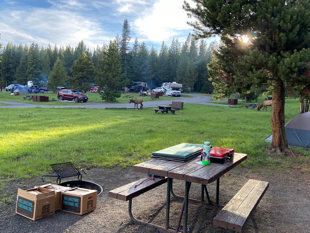 Bridge Bay Campground Overview