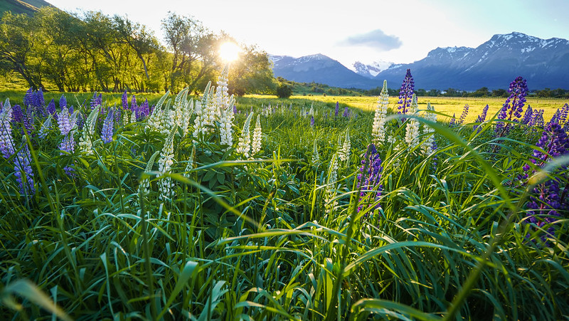 Capture the Beauty of Lupines