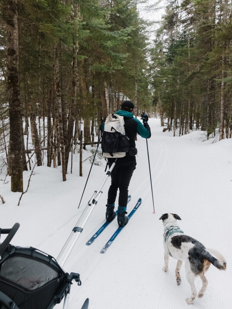 Cross-Country Skiing into the Pine Forests