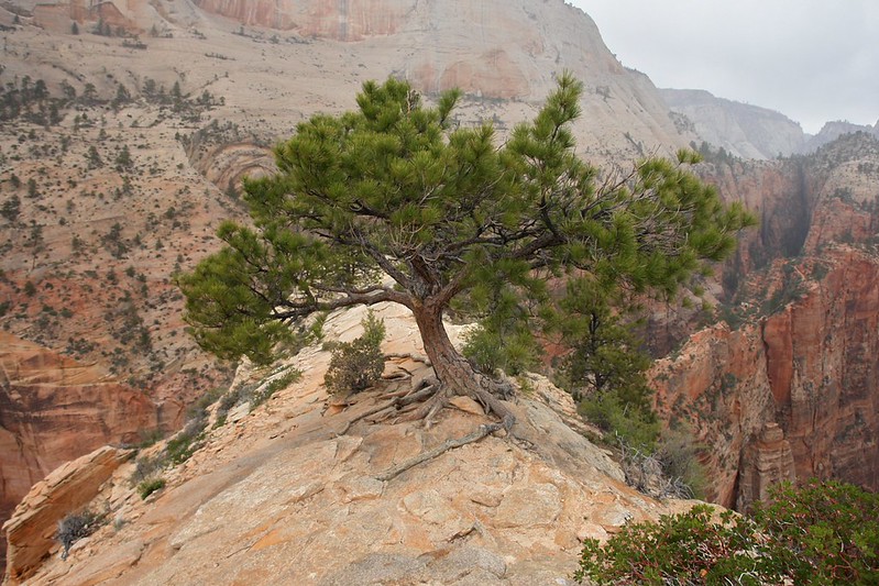 Day 7-8: Zion National Park – Las Vegas Airport