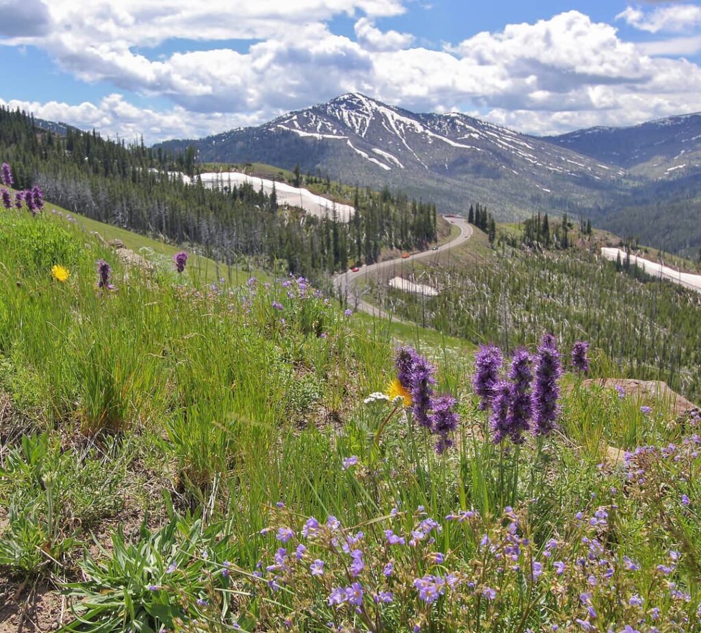 Dunraven Pass