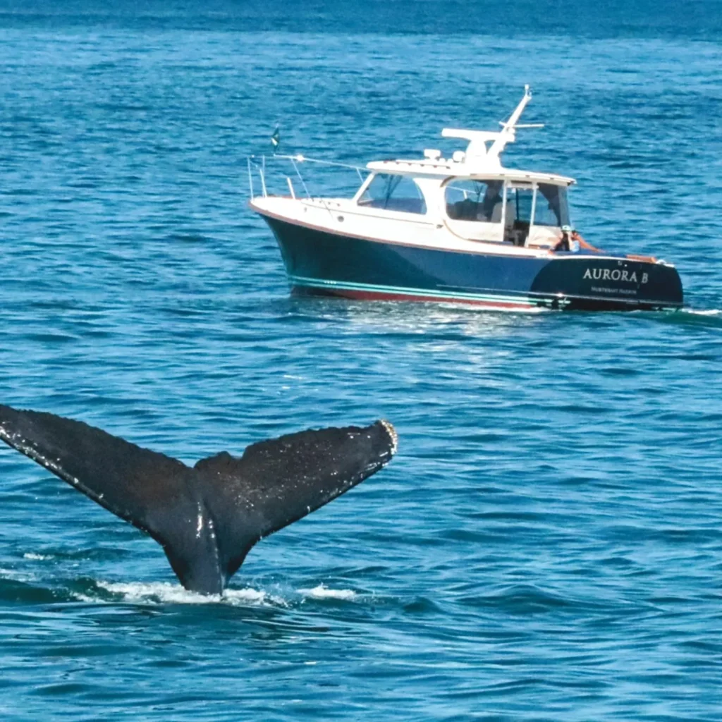Go whale watching in Maine.