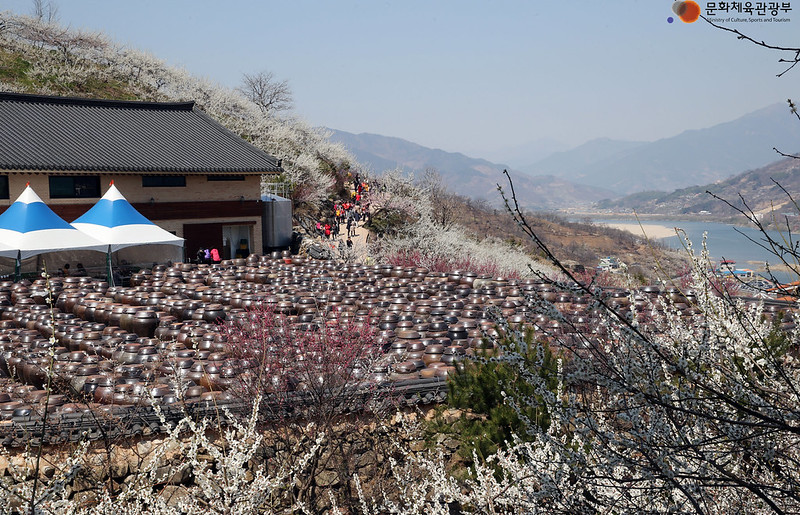 Gwangyang: A Blossoming Tradition and Beautiful Myths