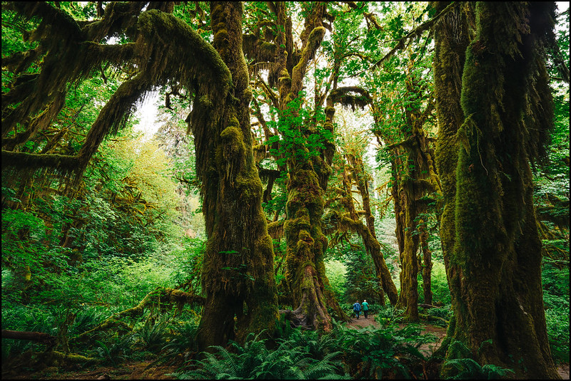 Hall of Mosses