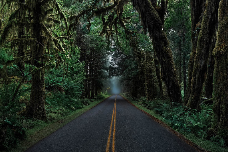 Hoh Rainforest
