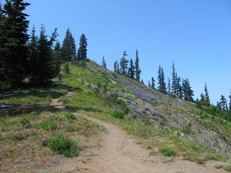 Klahhane Ridge Trail to Mount Angeles