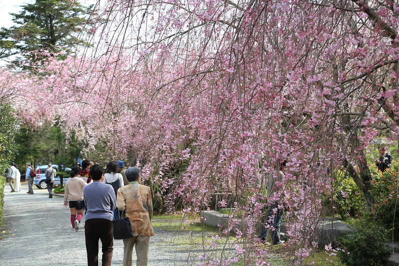 Kyoto Cherry Blossom