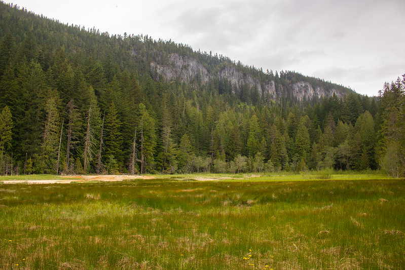 Longmire Meadow