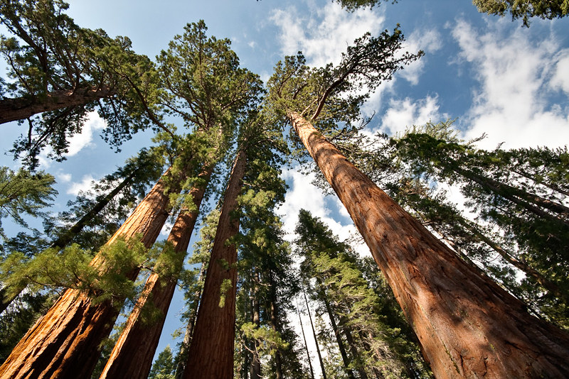 Mariposa Grove
