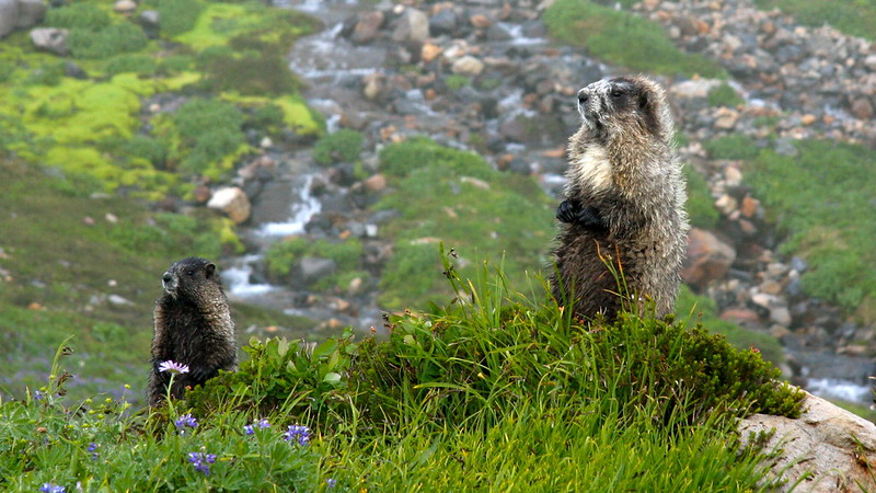 Marmots on Mount Rainier