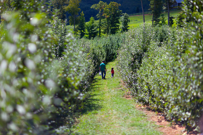 Mercier Orchards Blue Ridge Georgia
