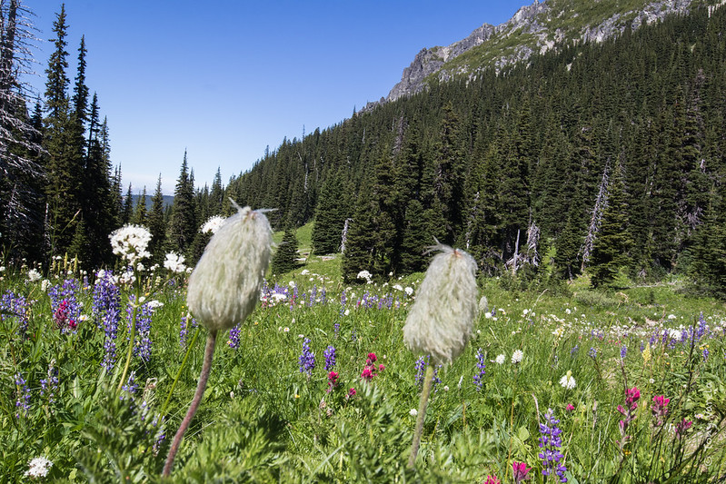 Mount Rainier - Berkeley Park
