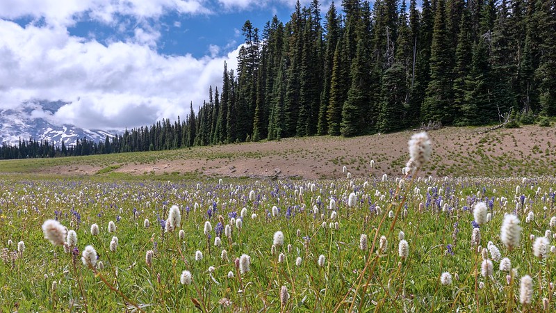 Mount Rainier National Park