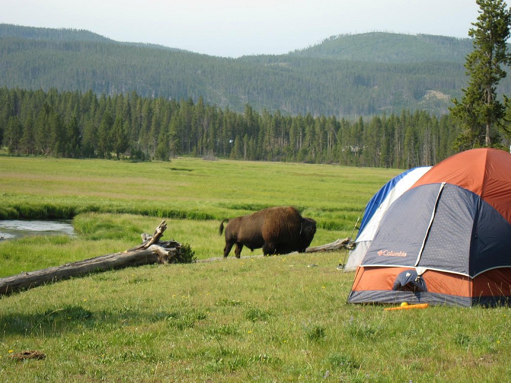 Norris Campground Overview