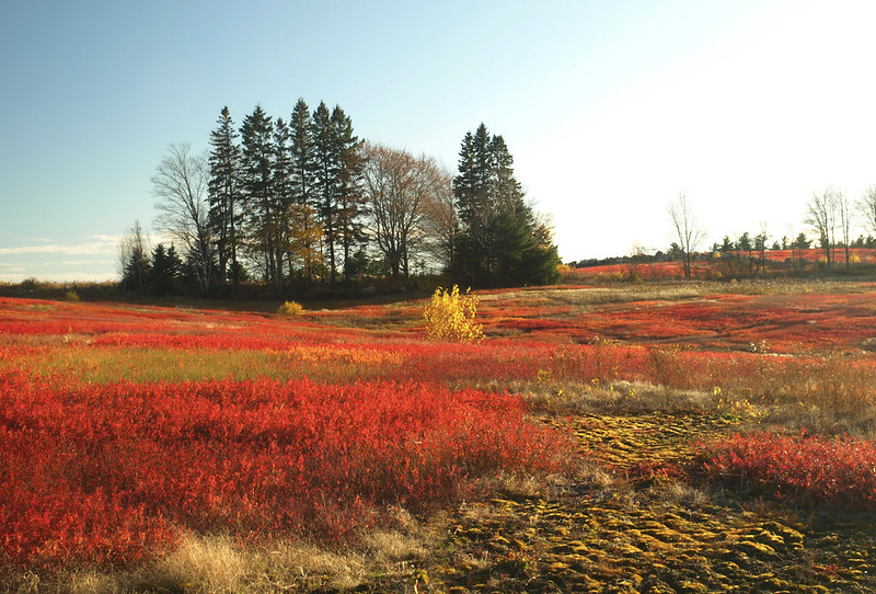 Noshing Past Blueberry Barrens in the Autumn