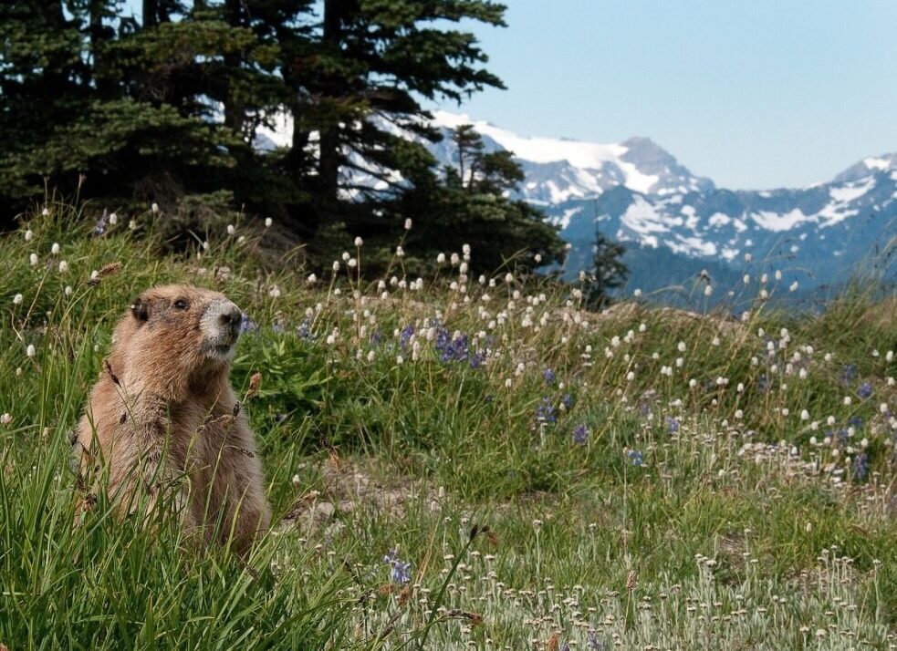 Olympic National Park Wildlife