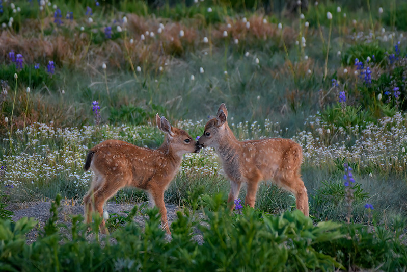 Olympic National Park