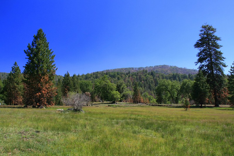 Palomar Mountain State Park
