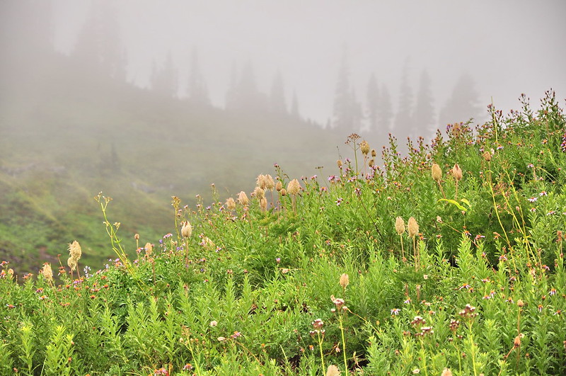 Paradise, Mt. Rainier