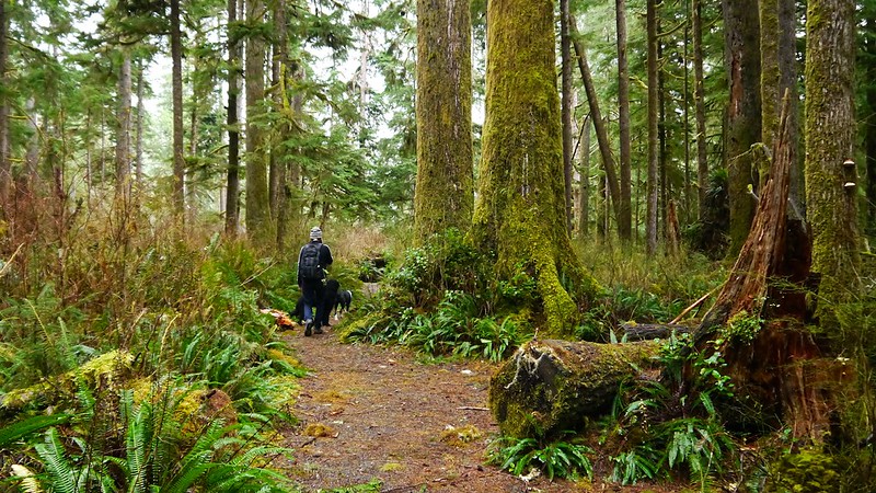 Places to Stay Near Lake Quinault & Quinault Rainforest