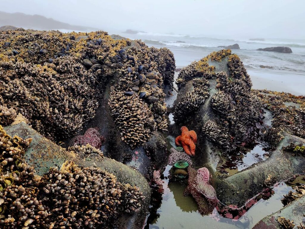 Rialto Beach, Olympic National Park