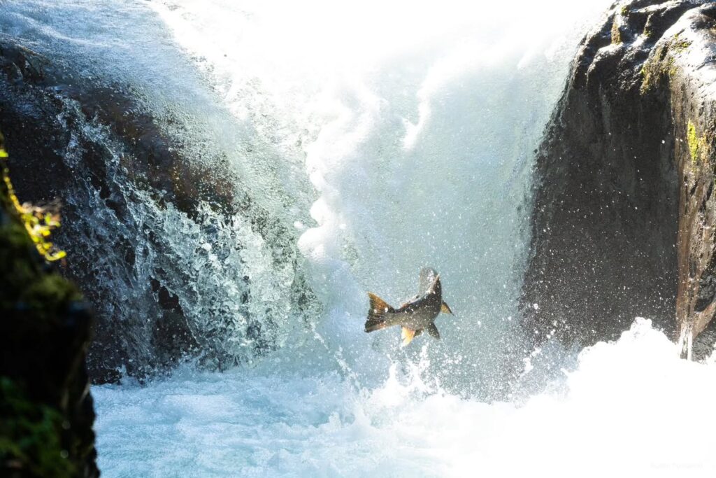 Salmon Leaping