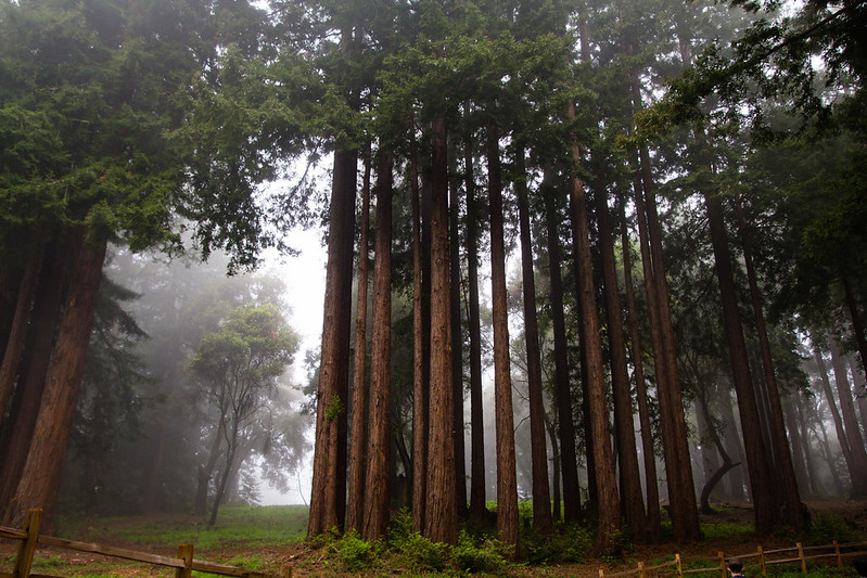 Santa Cruz Redwoods