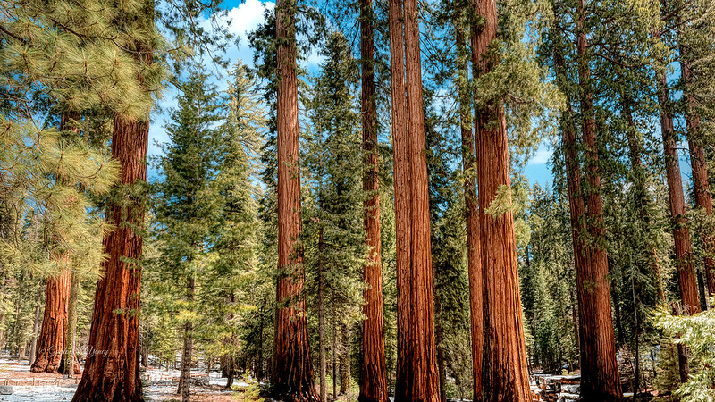 Sequoia Giants