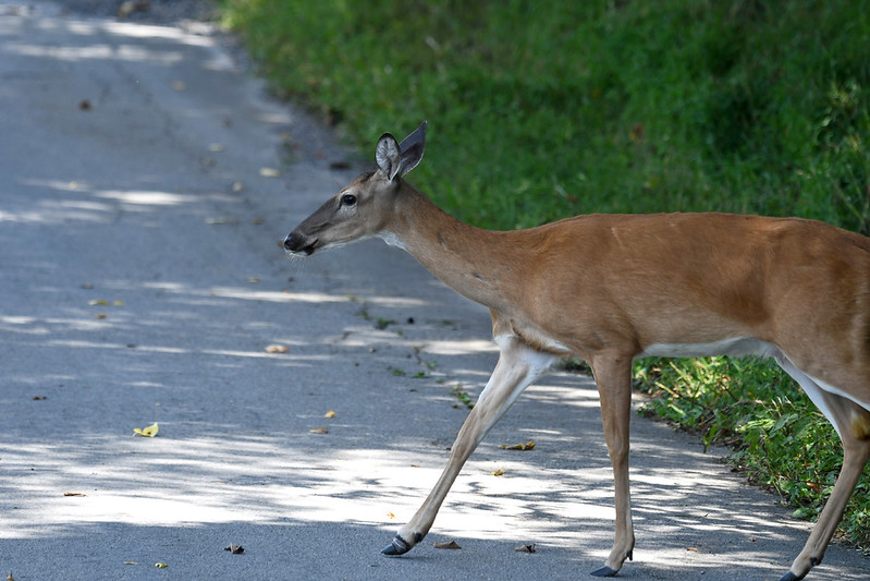 Seven Islands State Birding Park