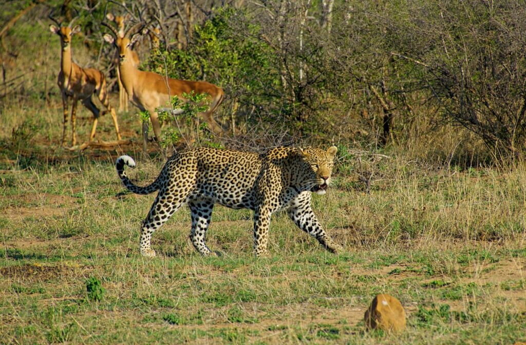 South Africa