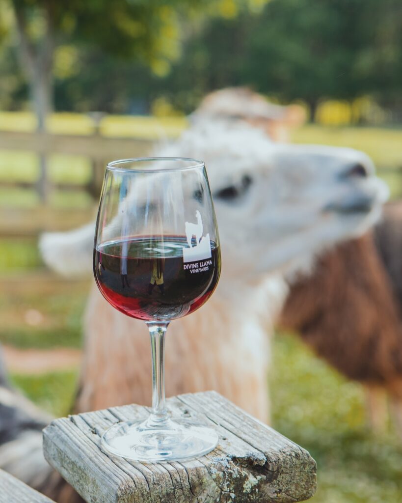 Spend a Fun Day of Wine Tasting Around Charlotte 1