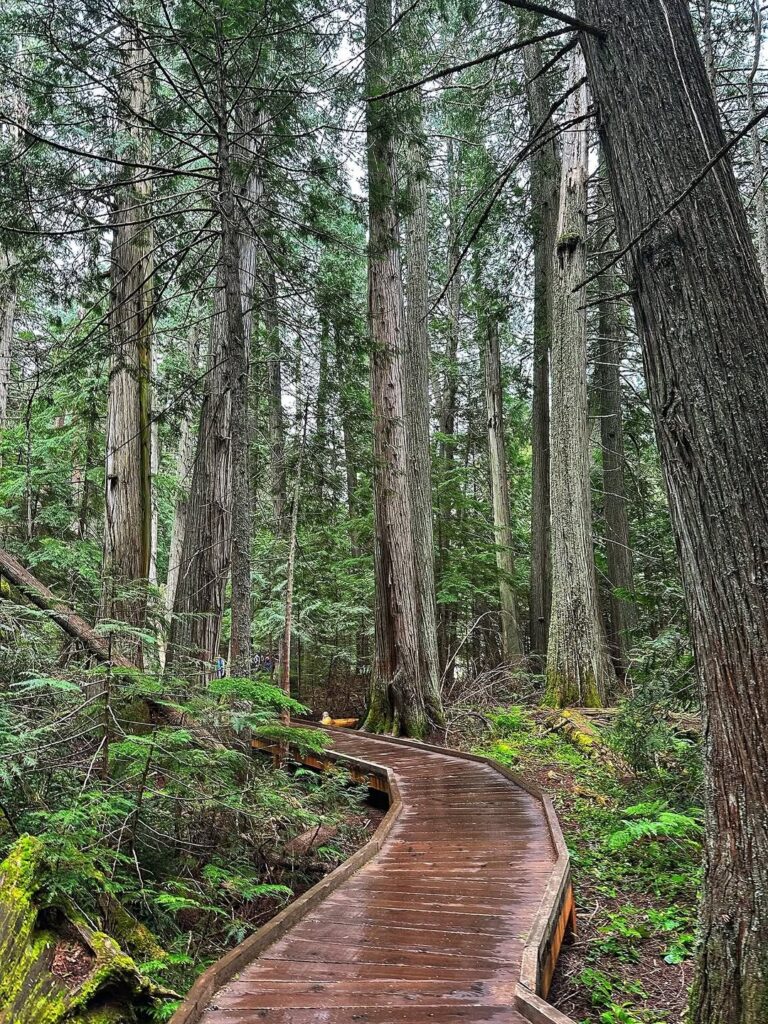 Stroll Along the Trail of the Cedars
