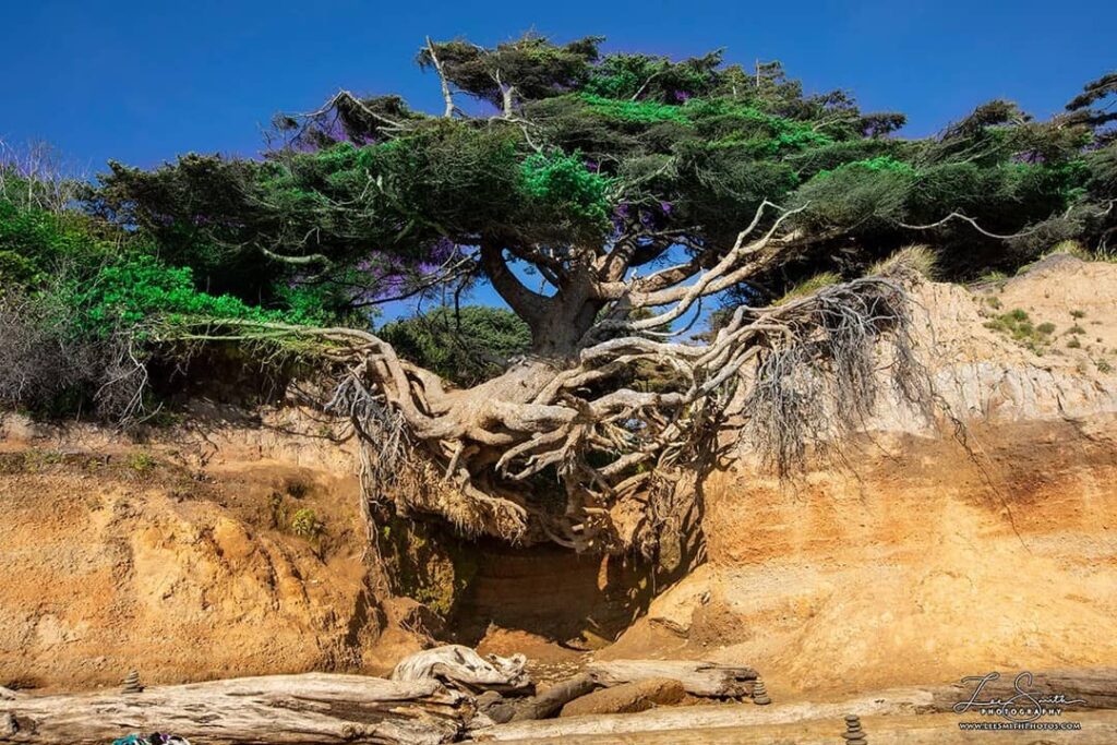 The grand Sitka spruce