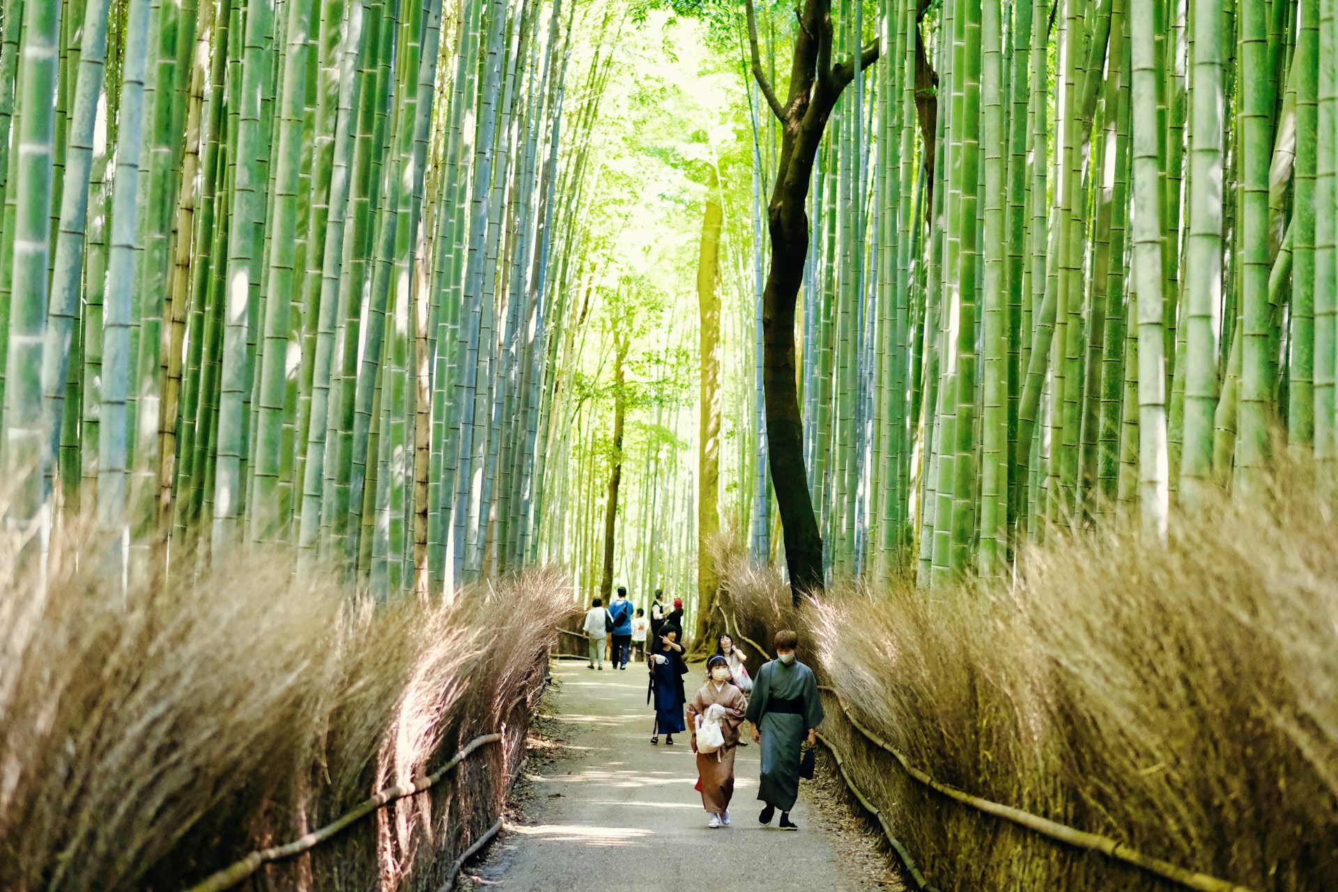 Things To Do In Kyoto