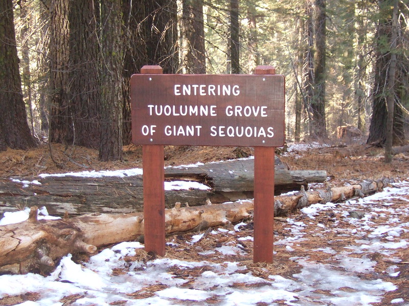 Tuolumne Grove