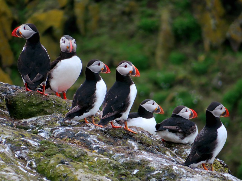 Watch Atlantic puffins.