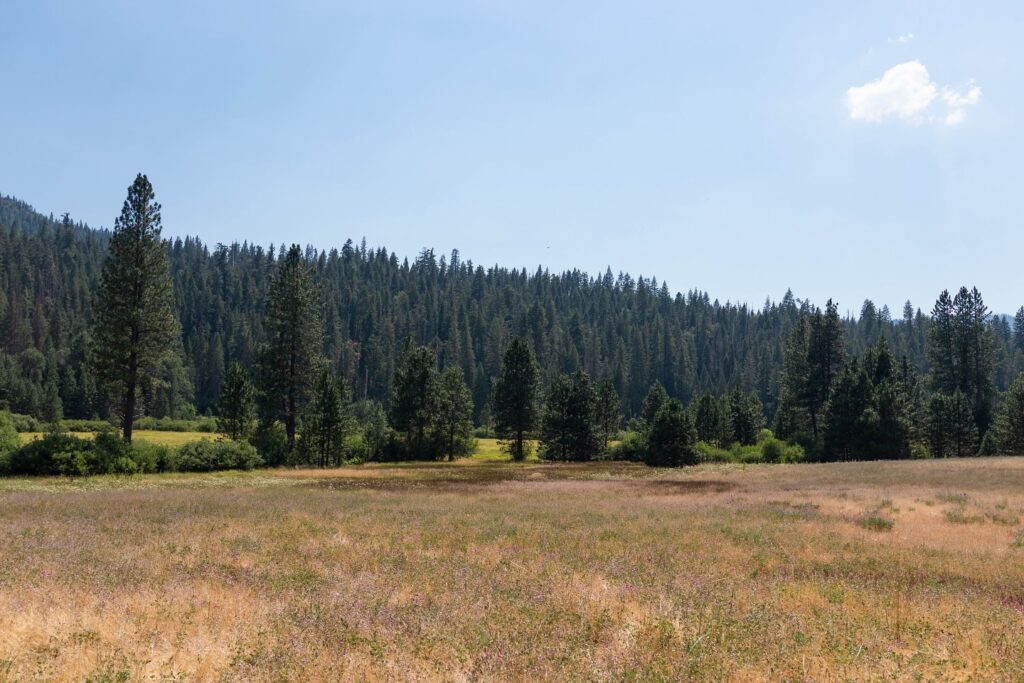 Wawona Meadow Loop