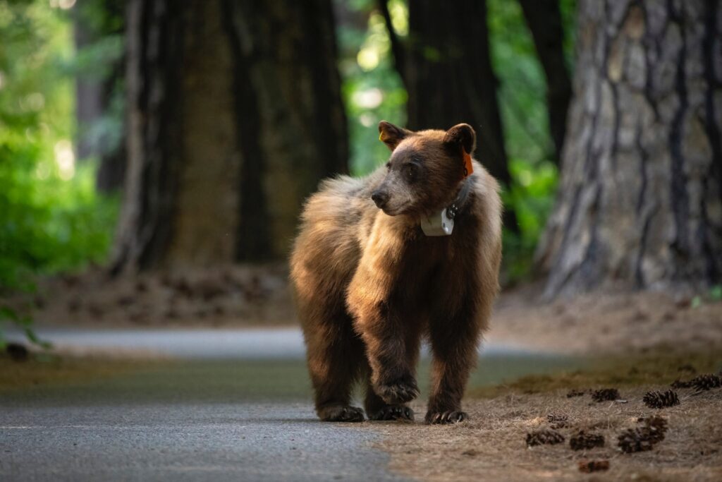 Wildlife Safety in Yosemite