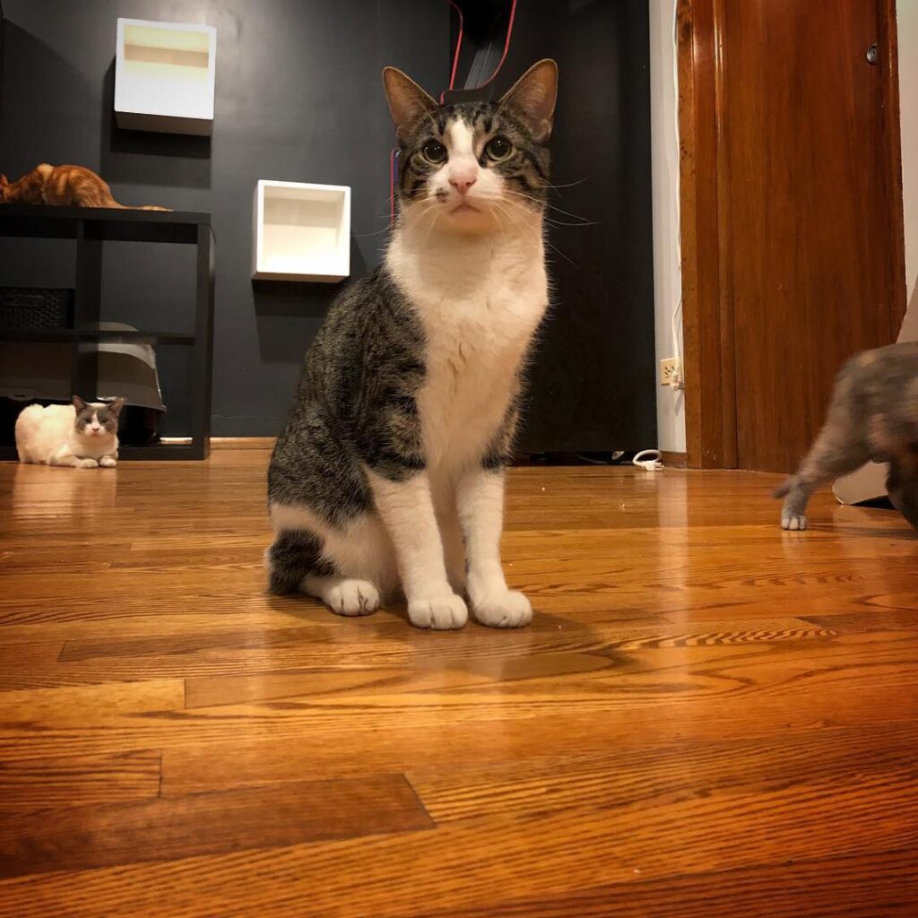 Windy Kitty Cat Café