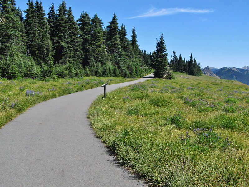 Wrapping Up Your Olympic National Park Road Trip