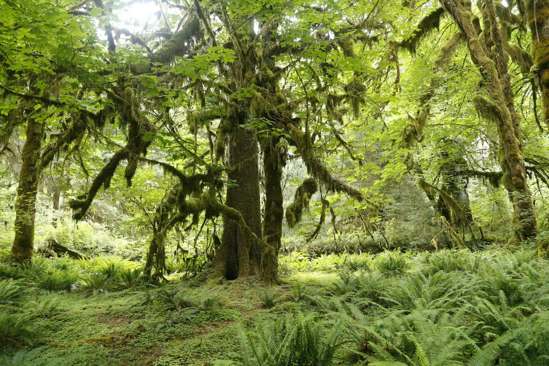 olympic national park road trip