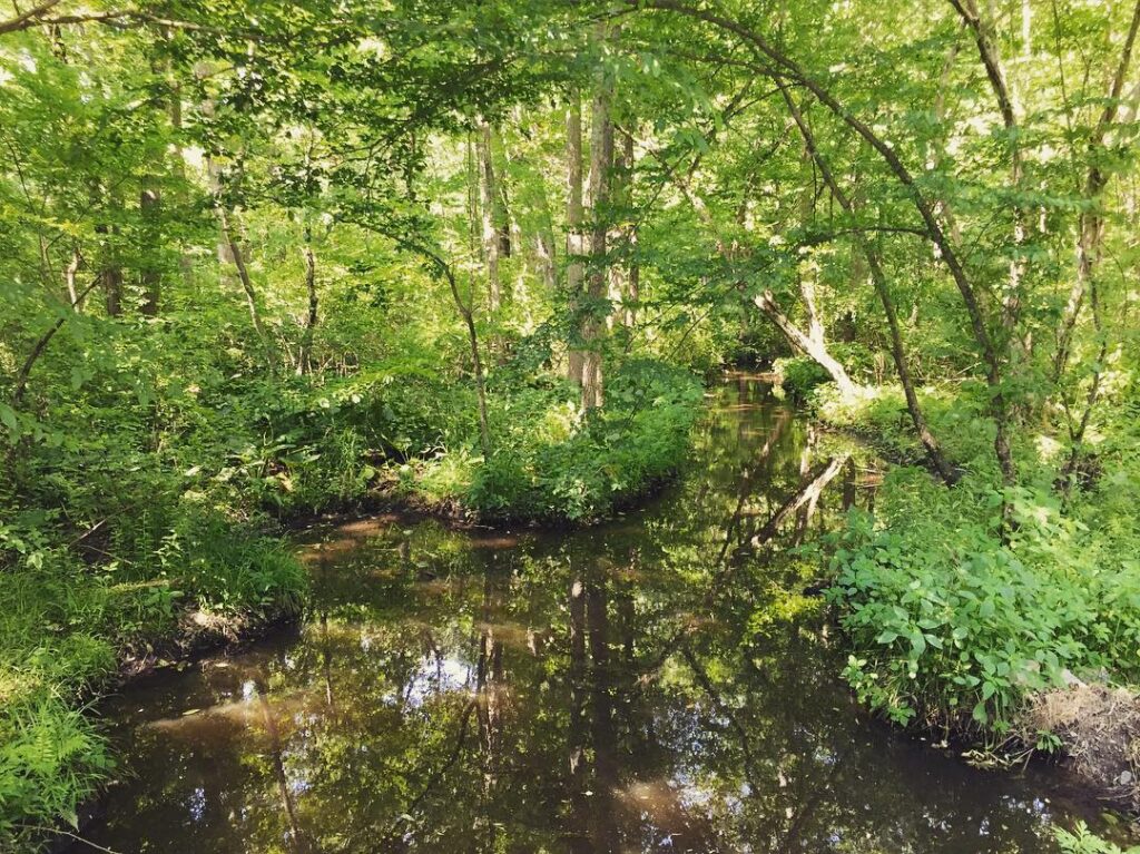 Blackbird State Forest, Smyrna